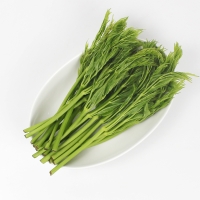 26년산 서산농부의 여름두릅 500g / 1kg / 2kg 당일수확 가시없는두릅 새순