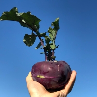 [신한카드 할인] 제주도 프리미엄 콜라비(푸)