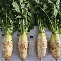 아삭한 식감의  강원도  고랭지무(푸)