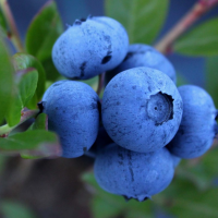 [오커최고] 국내산 블루베리 생과 블루베리 18~20mm
