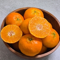 황금빛 속 붉은 매력  제주  레드향