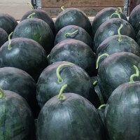 [으뜸] 고당도 프리미엄 흑수박 4~6kg [12Brix이상]