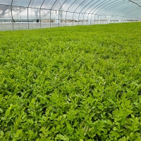 [신한카드 할인] 청정지역이 키워낸 청도미나리