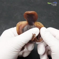 [자연원] 조미 문어포 1팩/2팩 (팩당10미)