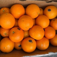 [보름데이] 퓨어스펙  블랙라벨  오렌지(푸)