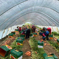 [만원의 행복] 달큰하고 아삭한 국내산 흙당근