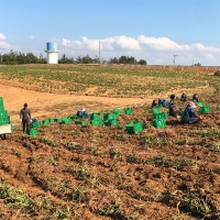 [주말특가] 해남 명품 호박고구마(푸)