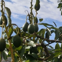 [오커최고] 자연 버터 아보카도 수입 아보카도