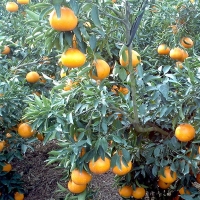 [오커캄스] 제주 천혜향 천리가는 천혜향 선물세트 선물가방 보자기