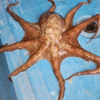 [보름데이] 탄탄한 육질 통영 돌문어(푸)