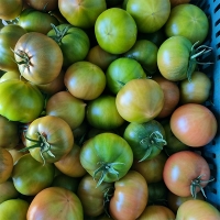 [오커캄스] 부산 대저 토마토 대저 짭짤이 토마토 1kg 2.5kg