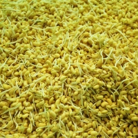 친환경 국산콩 콩나물