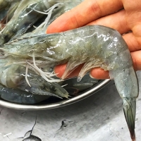 국내산 새우 신안 흰다리새우 500g 20미 내외 생새우 활새우 생물새우 대하