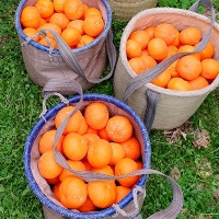 [신한카드 할인] 프리미엄 고당도 레드향(푸)