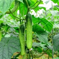 [만원의 행복] 오이최고 촉촉 백오이 아삭 하얀오이 1kg 2kg 3kg 5kg 백다다기