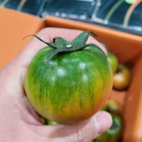 [GAP인증] 농장직송 대저 짭잘이 토마토 2.5kg