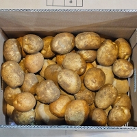 [신한카드 할인] 부드럽고 달달한 맛 두백감자(푸)