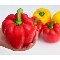 ((최켓) 파프리카 1kg~5kg