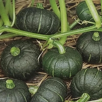 [산지직송] 제주 미니 밤호박 보우짱 [1kg-9kg]