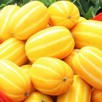 [푸토리] 향기좋은 성주참외 1kg(3~6과)