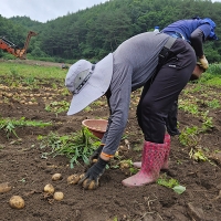 [만원의 행복] 부드럽고 달달한 맛 두백감자(푸)