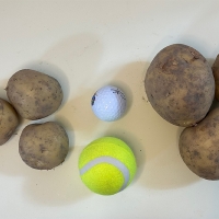 [만원의 행복] 쫀득쫀득 정말 맛있는 설봉감자