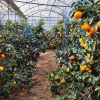 [보름데이]과즙이 일품인  고당도  황금향(푸)