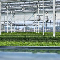 [농협] 한아름드린 GAP인증 유러피안 샐러드 1kg(박스)/당일 수확/선별/출고