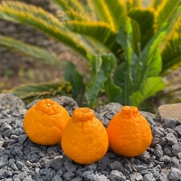 [신한카드 할인] 프리미엄 고당도 한라봉(푸)