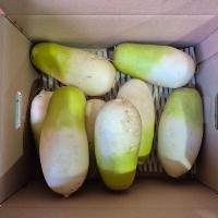 [김장최고] 제주 월동무 무우 무시 2~10kg 오커