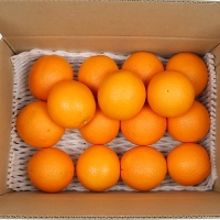 [오커최고] 따봉 수입 오렌지 중과 대과 사이즈