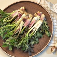 [보름데이] 남해  땅두릅(푸)