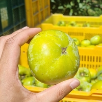[오커최고] 태추단감 초록 단감 1~4kg 최고