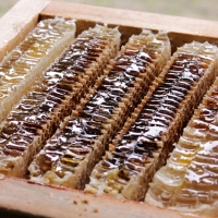 산지직송 국내산 벌집꿀 선물세트 밀랍꿀 벌꿀집 2kg 고가구 상자 3.6kg 꿀선물세트