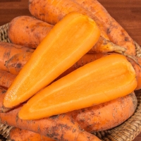  [신한카드 할인] 영양가득 가정용 제주 구좌당근 흙 햇당근  3kg/5kg/10kg