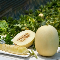 부드러운 과육  백자메론(푸)