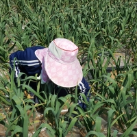 서산육쪽마늘 흑마늘진액 80mlx30ea 5cm이상 30일건조 30일숙성 흑마늘즙 육쪽흑마늘진액 육쪽마늘