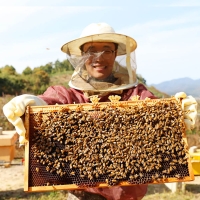 [국내산] 청년  농부가  만든  천연벌꿀  100% (야생회)  1kg /2.4kg
