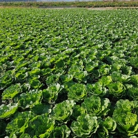 [오커최고] 봄바람 봄동 봄배추 1kg 2kg