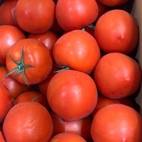 완숙 찰토마토 1kg~5kg (산)