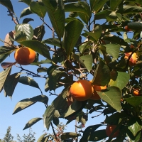 [선물세트]  프리미엄 곶감호두말이 선물세트(푸)