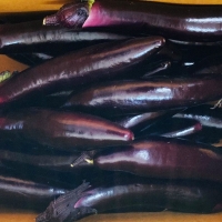 [농협] 한아름드린 제철미각 가지 1kg/2kg/5kg (특)