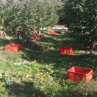 [만원의 행복] 전통방식의 반건시 영동곶감(푸)