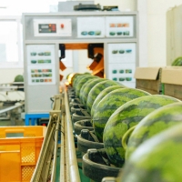 [부엌애] 당도선별 고당도 봄 수박 4kg