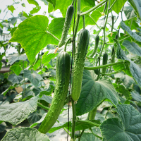 충북의 햇살을담은 백다다기 오이