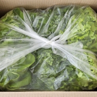 [농협] 한아름드린 GAP인증 유러피안 샐러드 1kg(박스)/당일 수확/선별/출고