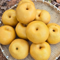 [주말특가] 시원하고 달콤한 가정용 햇배