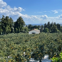 [감귤최고] 타이벡 감귤 4.5kg 가정용 실속형