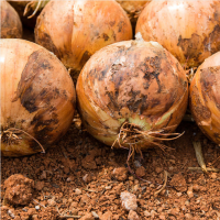 [만원의 행복] [무안직송] 달큰 아삭 양파 3kg 5kg 소 중대 사이즈 흰양파