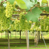 [부엌애] 당도선별 김천 프리미엄 샤인머스켓 1.3kg/2kg